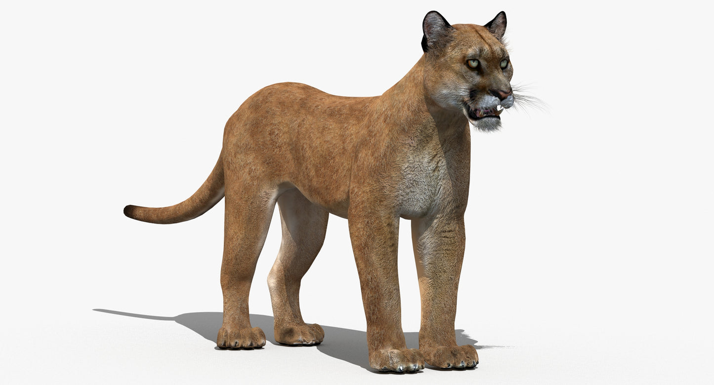 Big Cats 03 3D Model