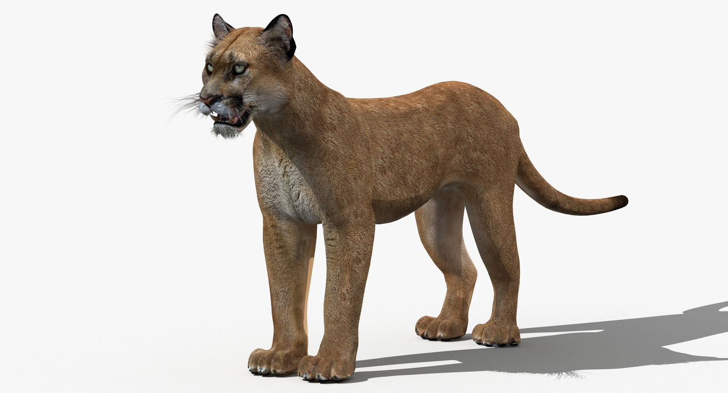 Big Cats 03 3D Model
