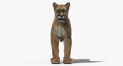 Big Cats 03 3D Model