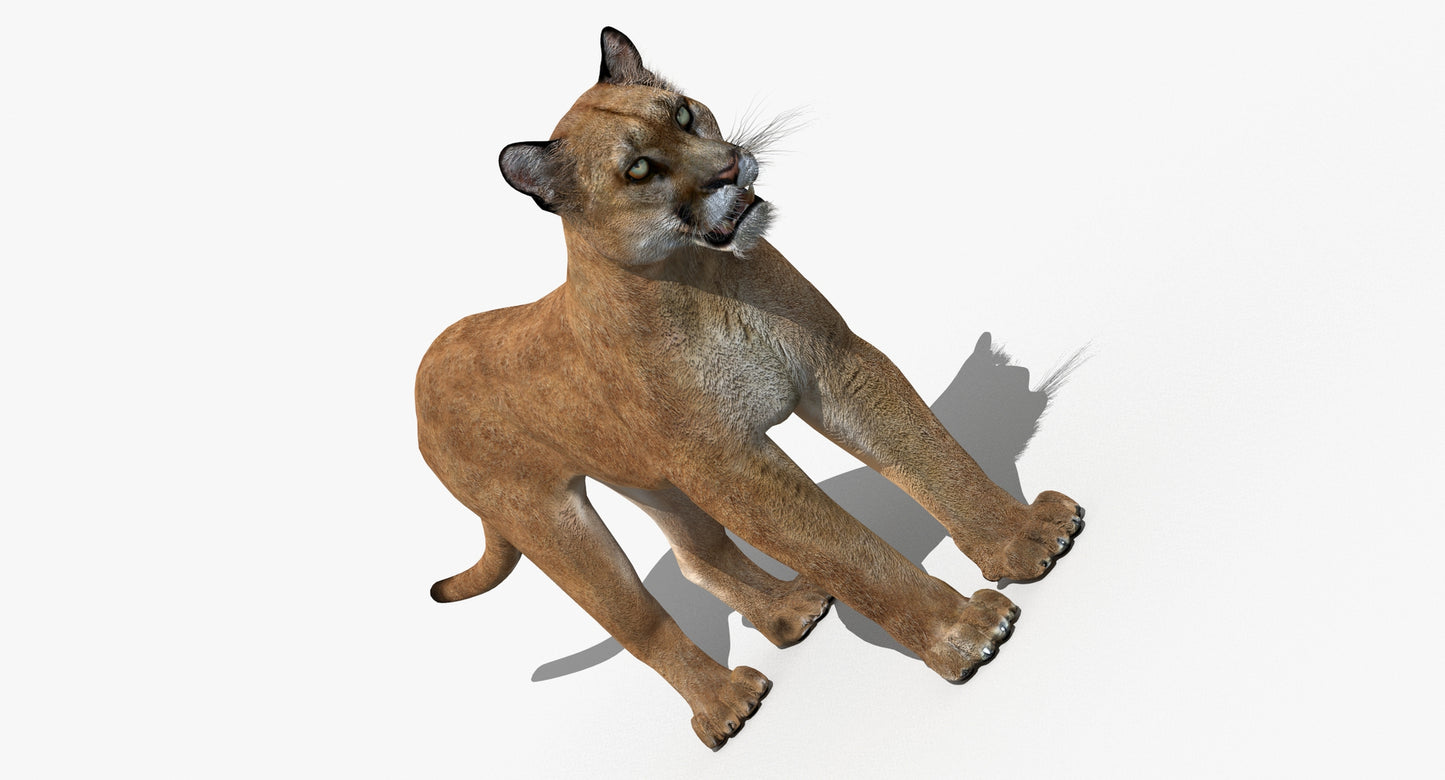 Big Cats 03 3D Model