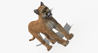 Big Cats 03 3D Model