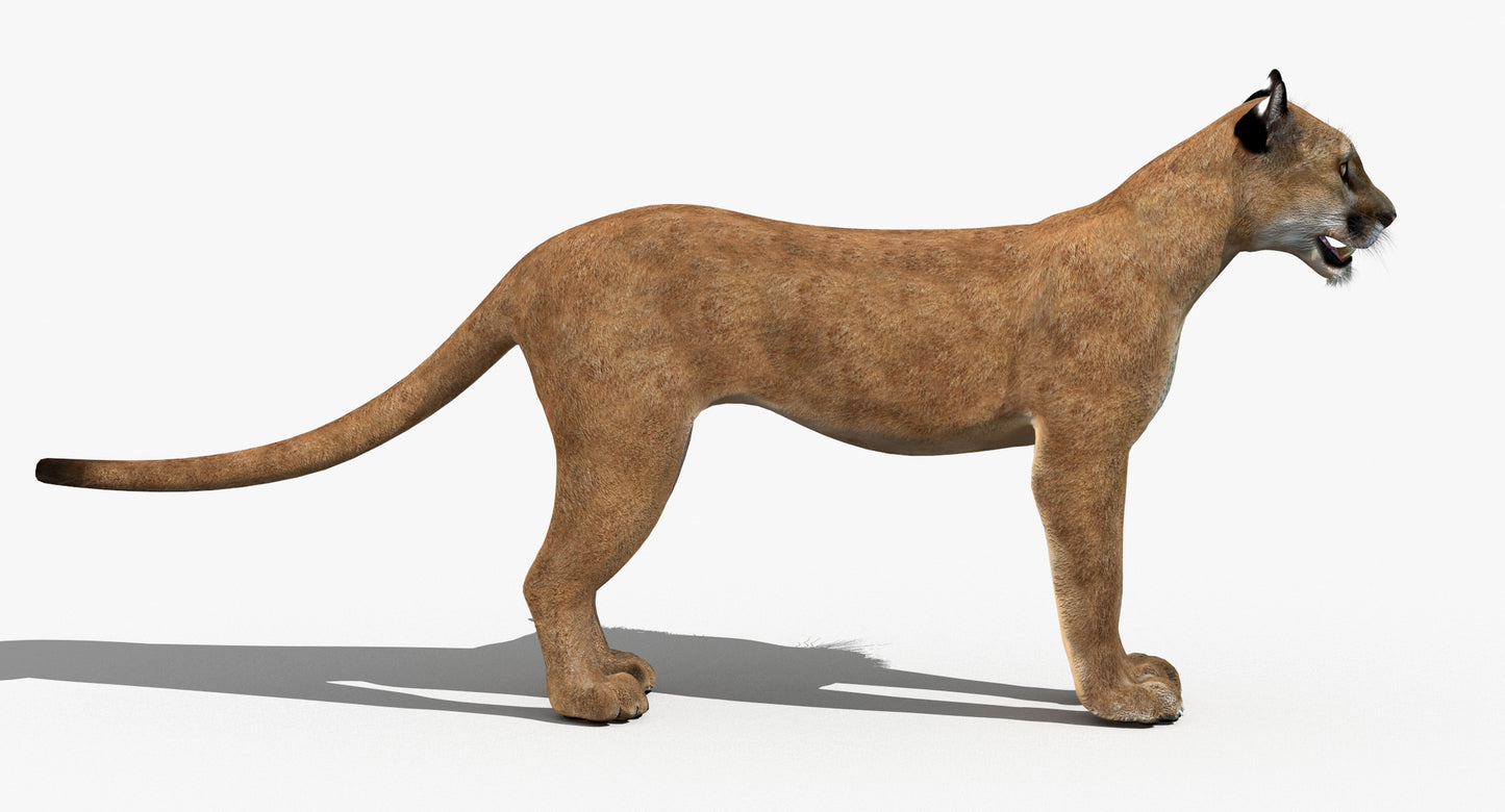 Big Cats 03 3D Model