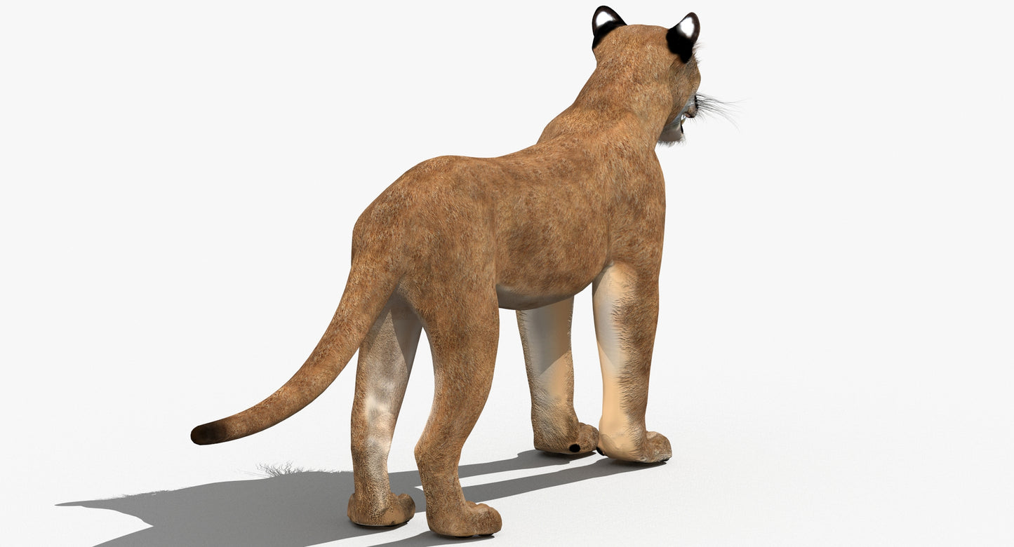 Big Cats 03 3D Model