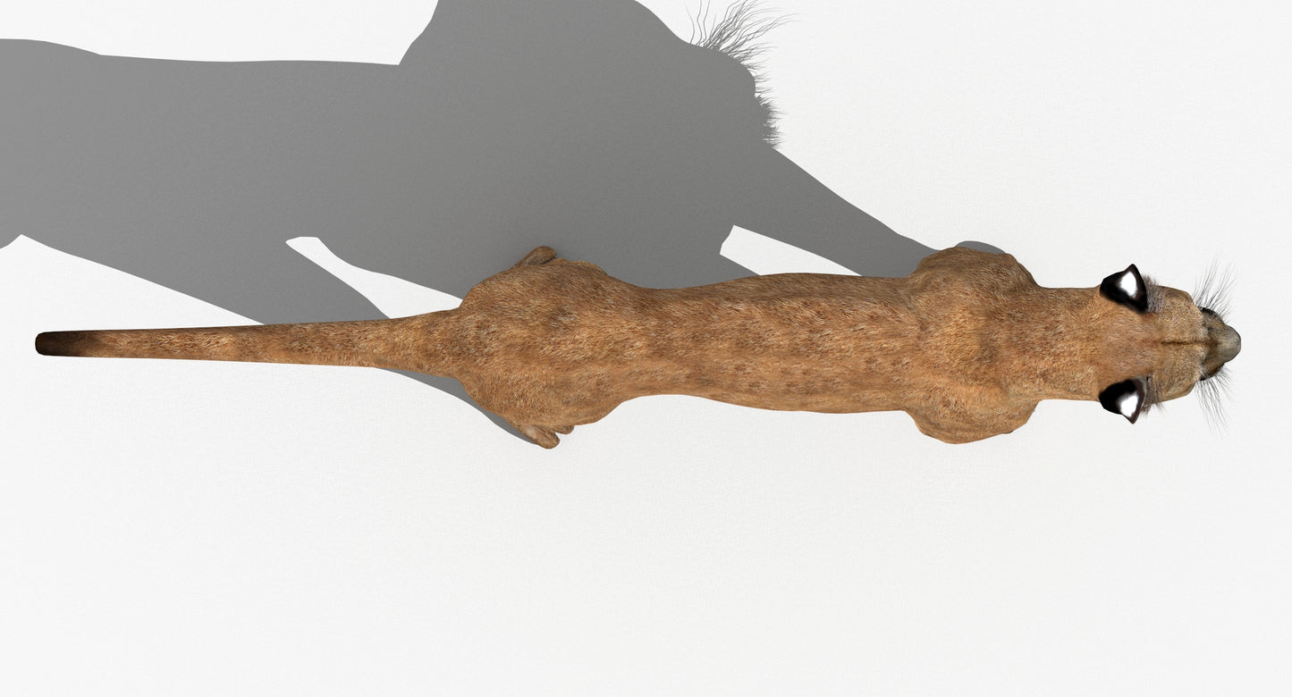 Big Cats 03 3D Model