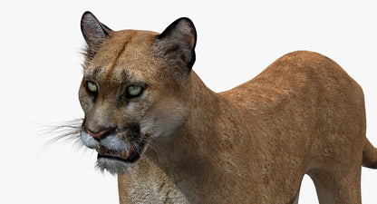 Big Cats 03 3D Model