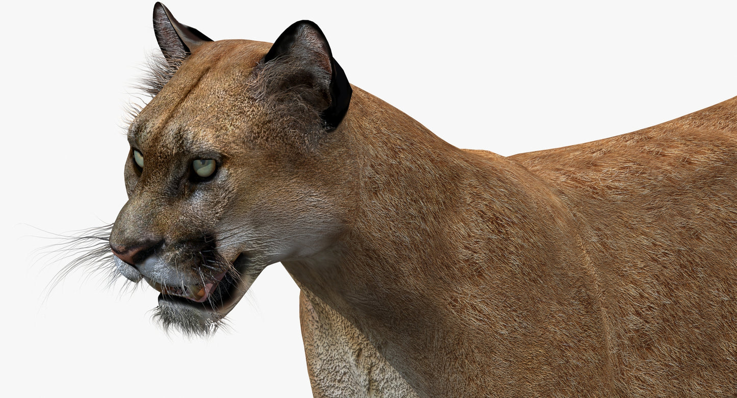 Big Cats 03 3D Model