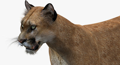 Big Cats 03 3D Model