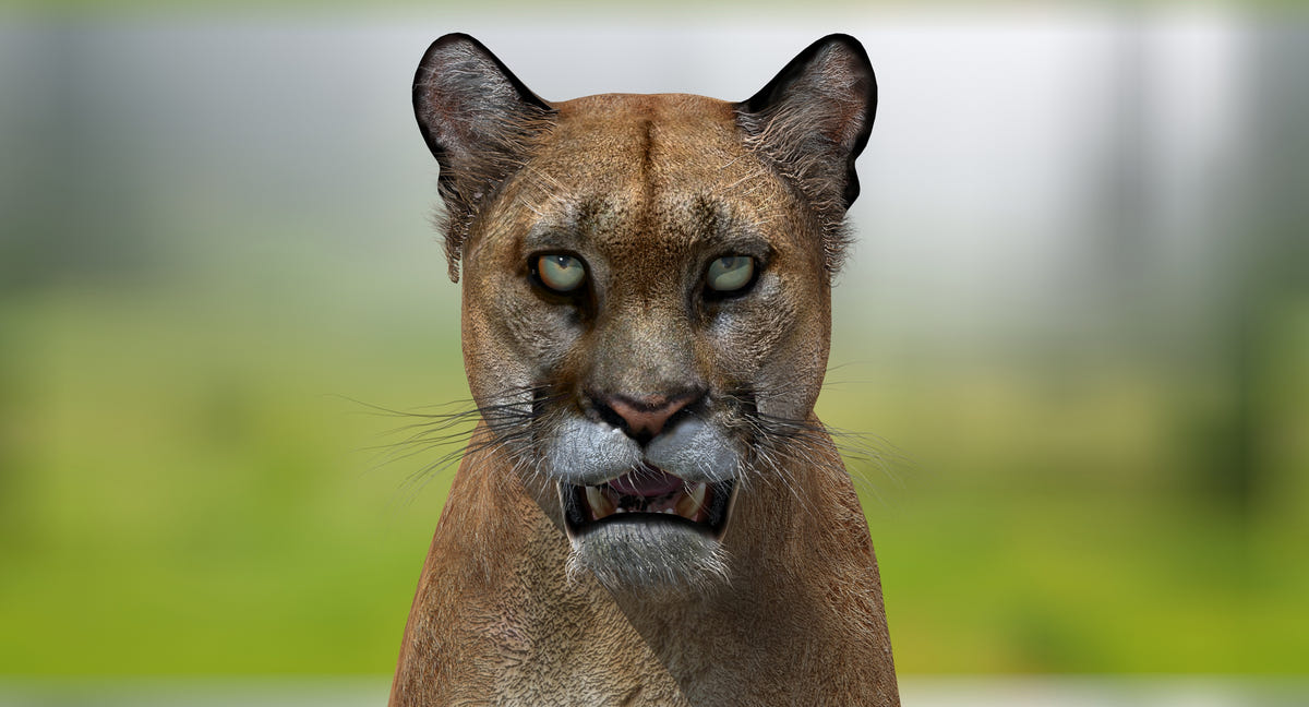 Big Cats 03 3D Model