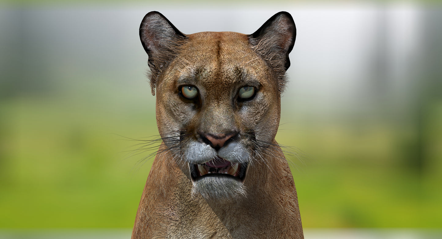 Big Cats 03 3D Model