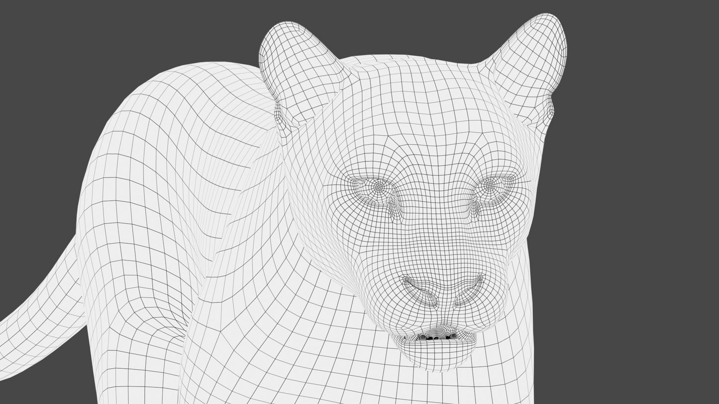 Animated Cougar 3D Model with Fur