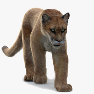 Animated Cougar 3D Model with Fur Thumbnail