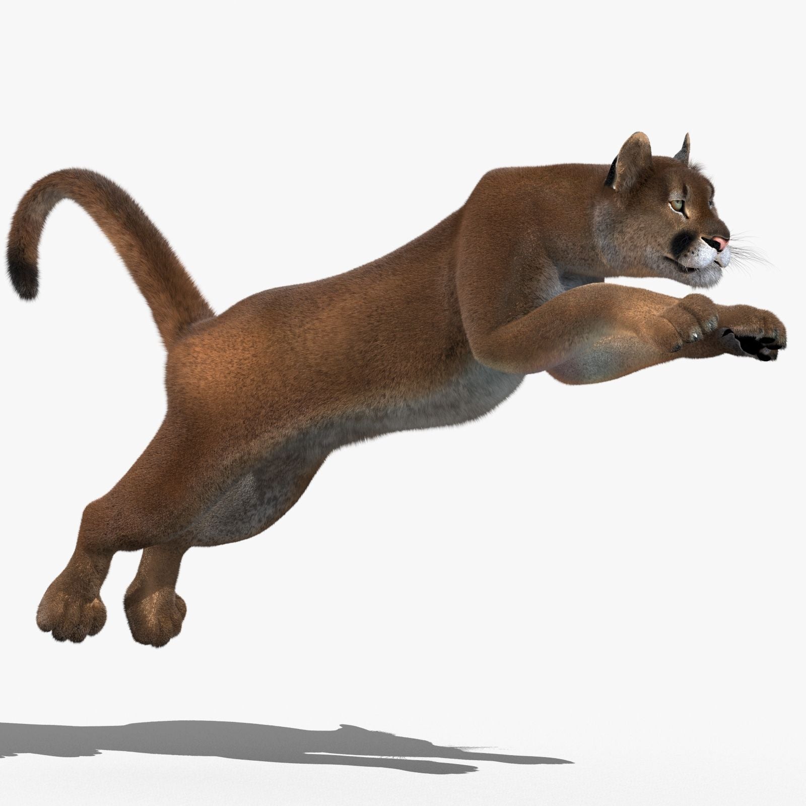 Cougar Animated Fur 3D Model