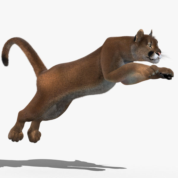 Cougar Animated Fur 3D Model