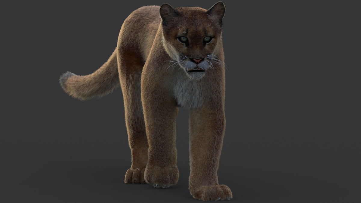Animated Cougar 3D Model with Fur