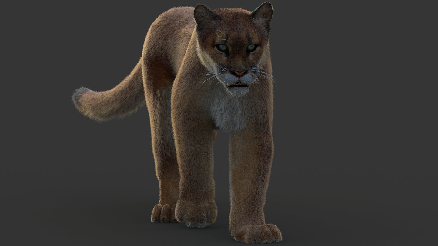 Animated Cougar 3D Model with Fur