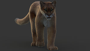 Animated Cougar 3D Model with Fur Thumbnail