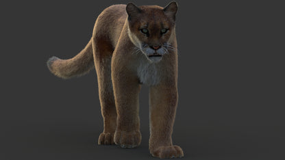 Animated Cougar 3D Model with Fur