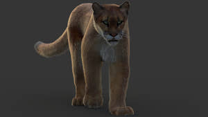 Big Cats Ultimate 3d Models Bundle Thumbnail