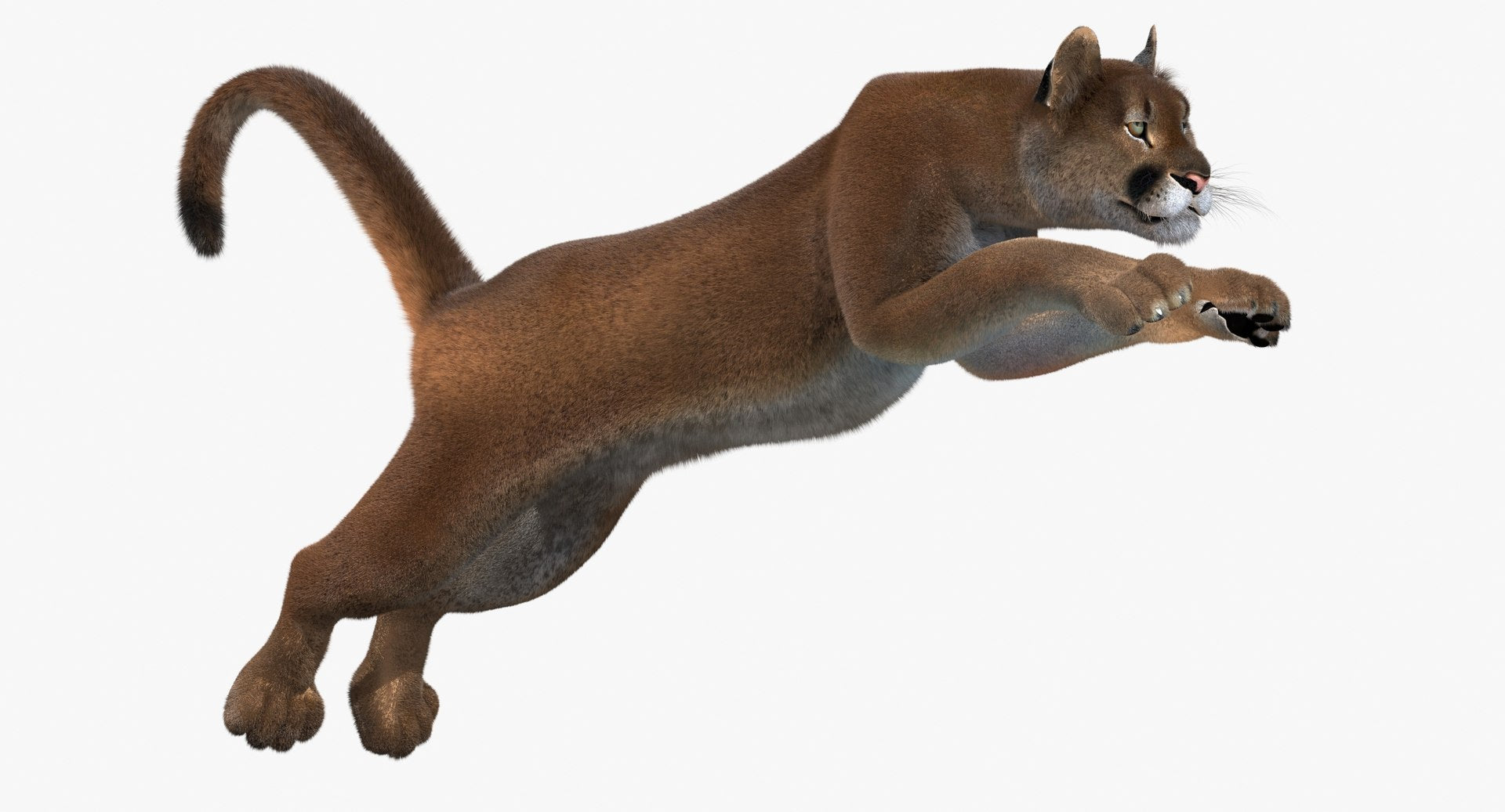 Cougar Animated Fur 3D Model