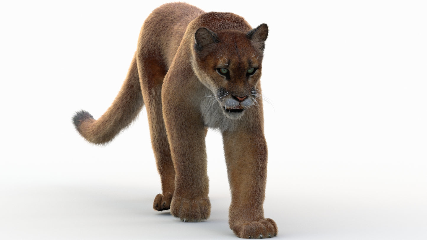Animated Cougar 3D Model with Fur