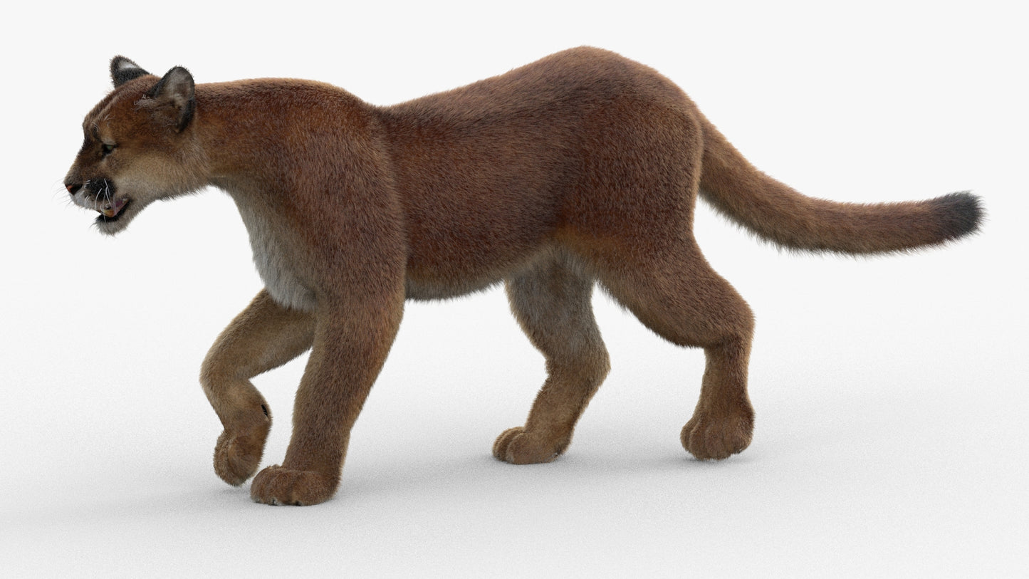 Animated Cougar 3D Model with Fur