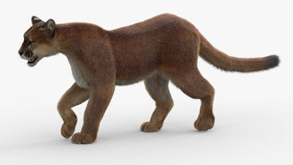 Animated Cougar 3D Model with Fur