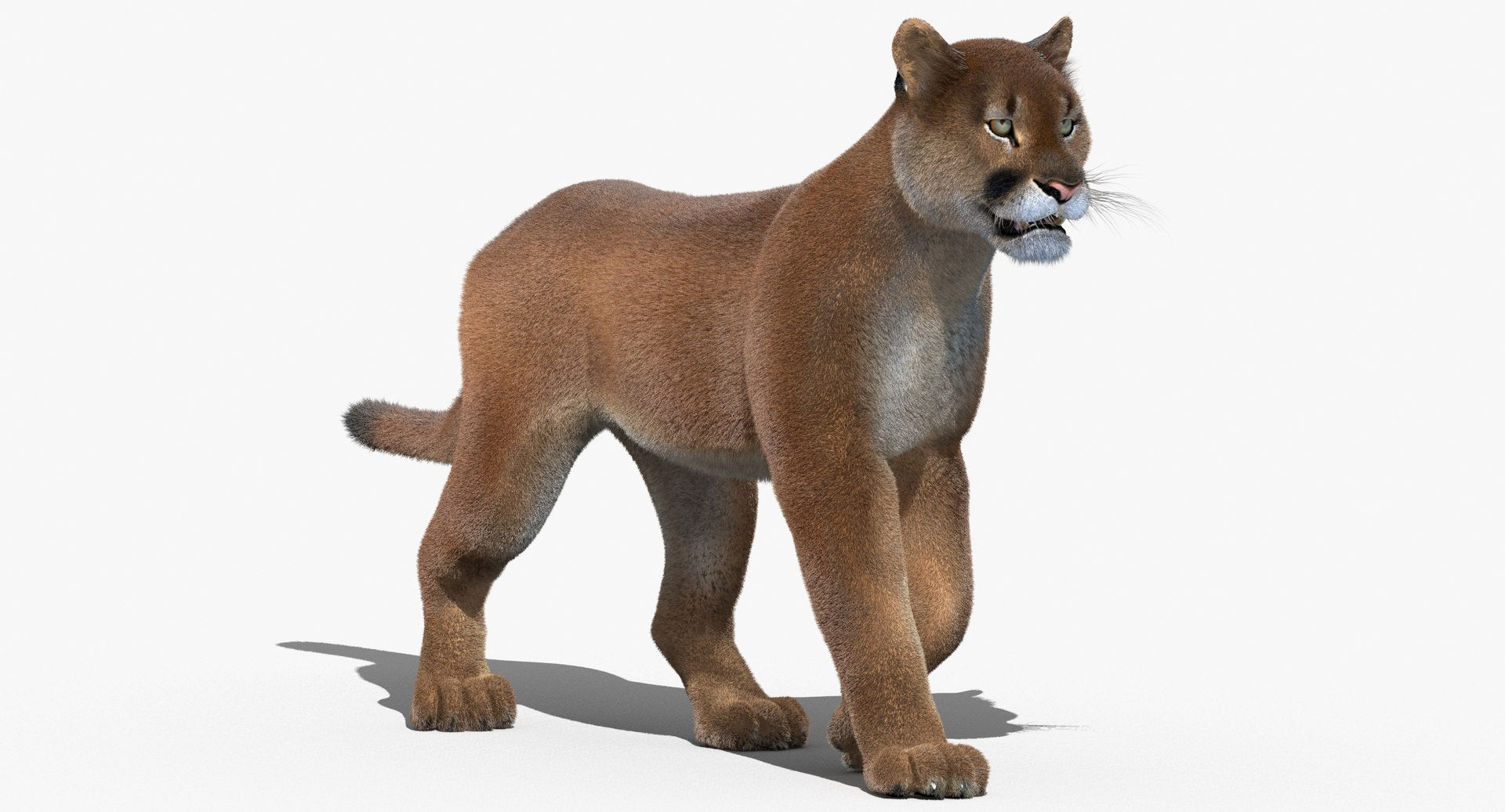 Cougar Animated Fur 3D Model