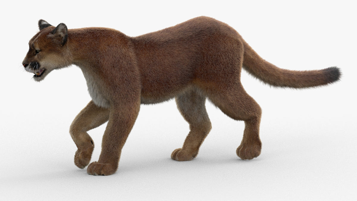 Big Cats Ultimate 3d Models Bundle