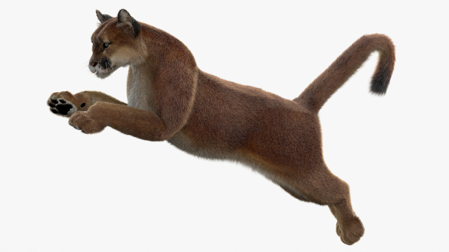 Animated Cougar 3D Model with Fur