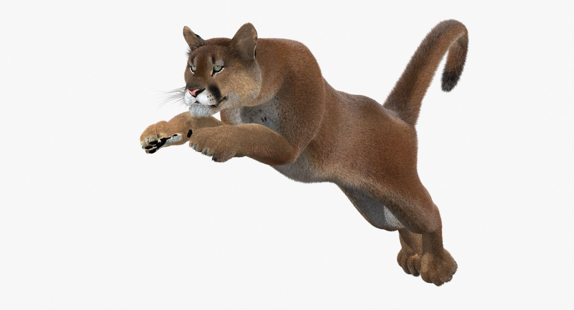Cougar Animated Fur 3D Model