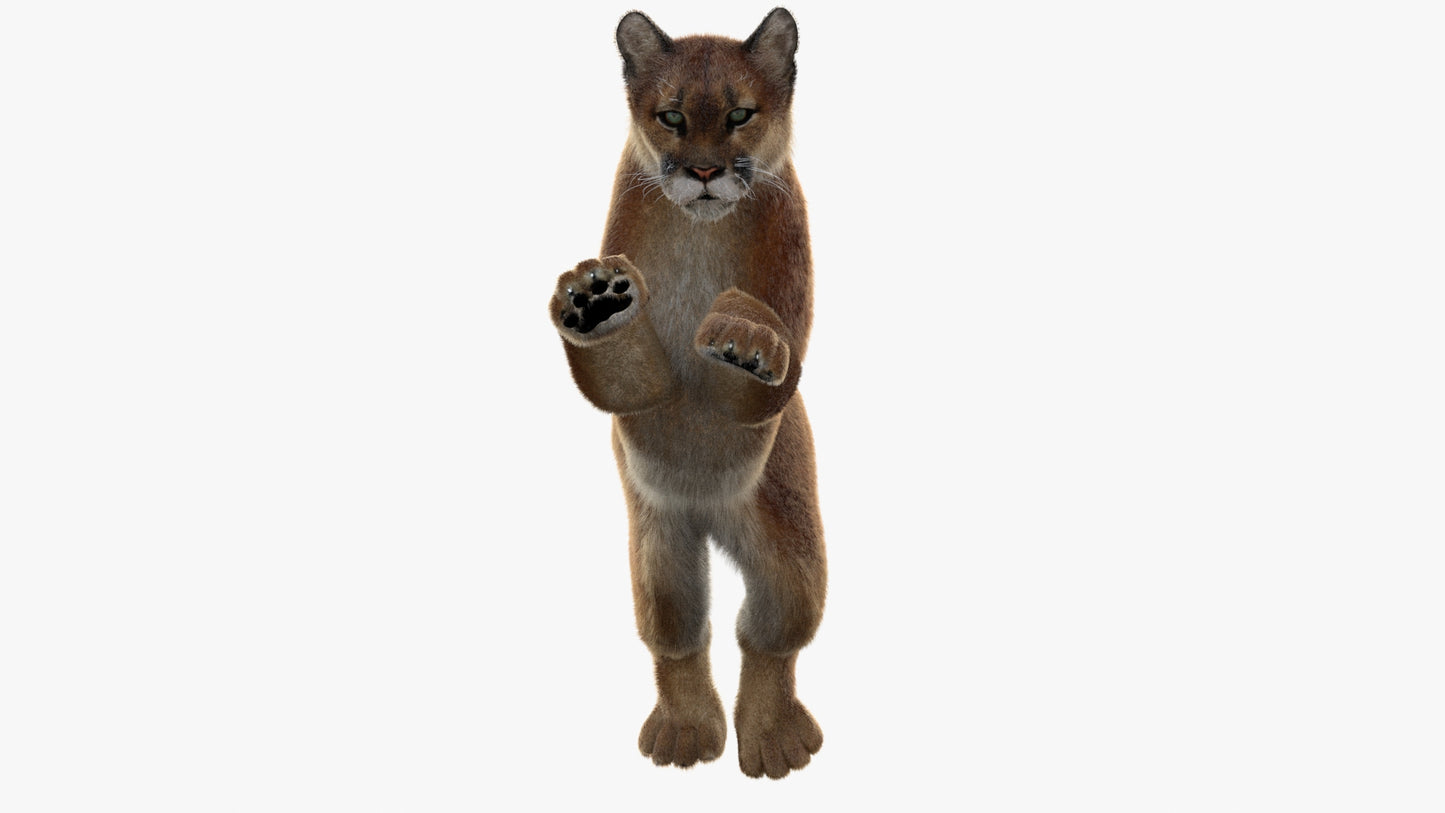 Animated Cougar 3D Model with Fur