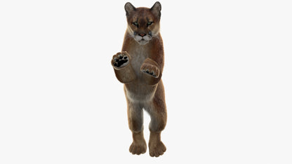 Animated Cougar 3D Model with Fur