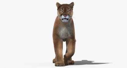 Cougar Animated Fur 3D Model