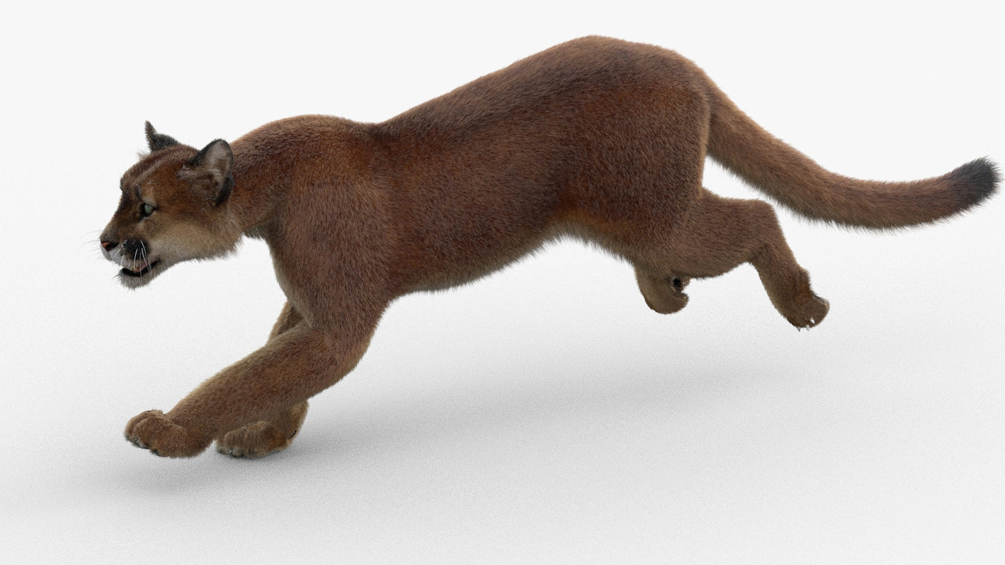 Animated Cougar 3D Model with Fur