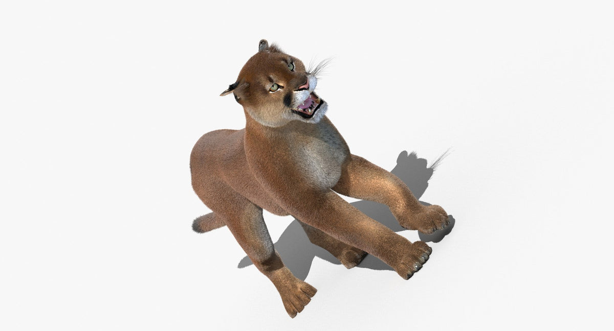 Cougar Animated Fur 3D Model
