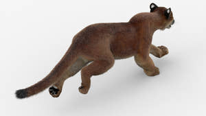Animated Cougar 3D Model with Fur Thumbnail