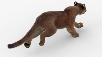 Animated Cougar 3D Model with Fur