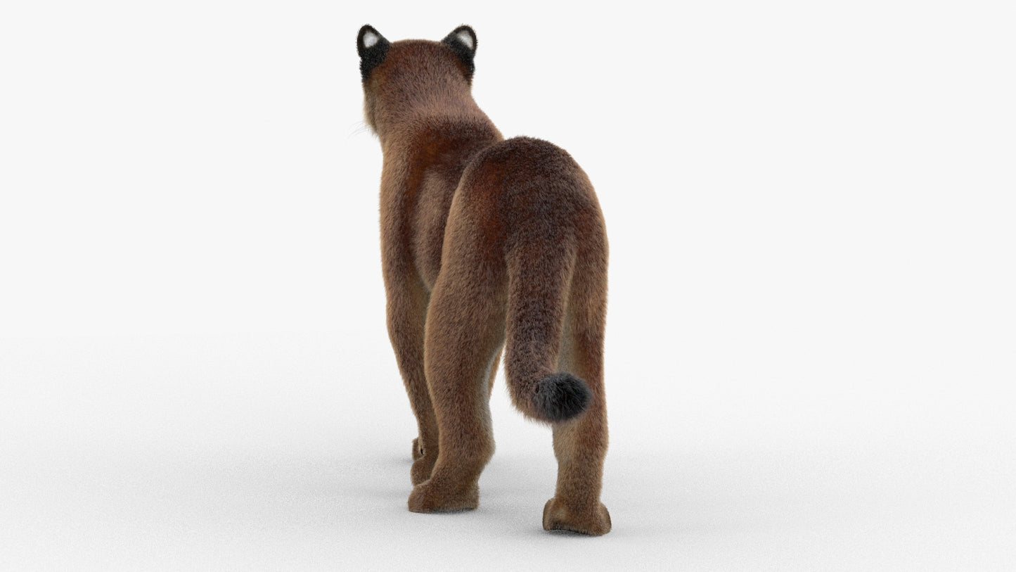 Animated Cougar 3D Model with Fur
