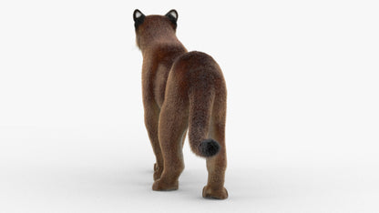 Animated Cougar 3D Model with Fur