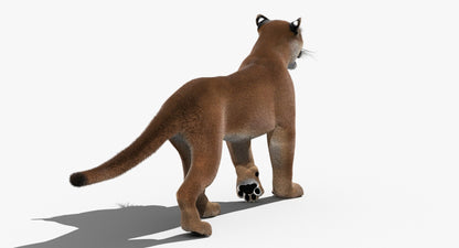 Cougar Animated Fur 3D Model