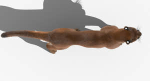 Cougar 3D Model Animated from Top Thumbnail
