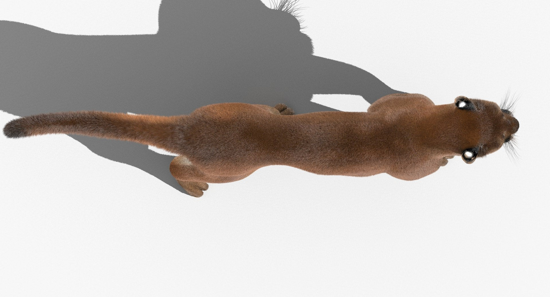 Cougar 3D Model Animated from Top