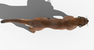 Cougar 3D Model Animated from Top Thumbnail