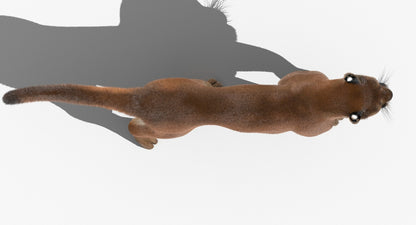 Cougar Animated Fur 3D Model
