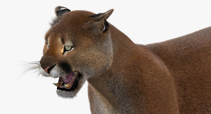Cougar Animated Fur 3D Model Thumbnail