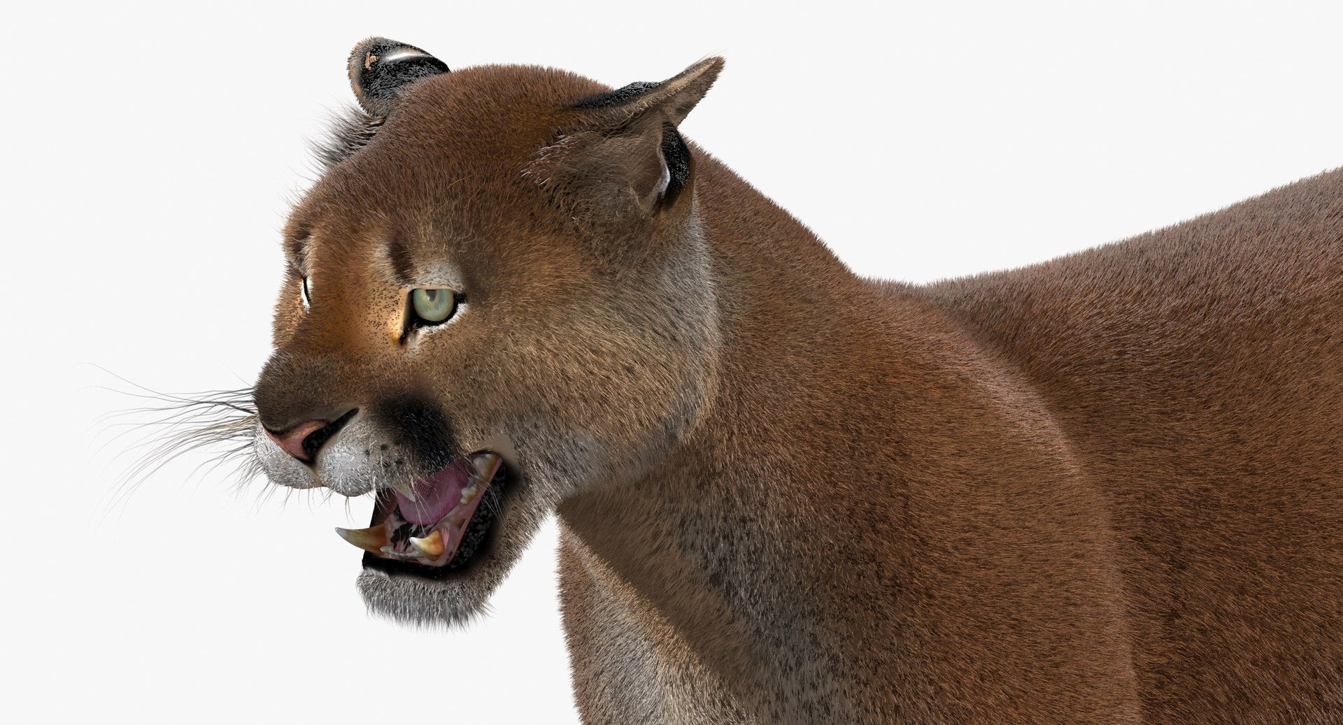 Cougar Animated Fur 3D Model