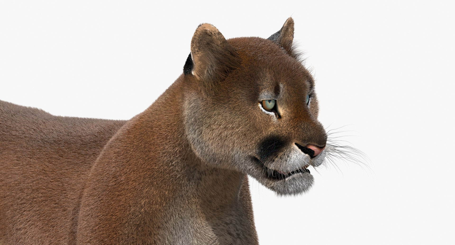 Cougar Animated Fur 3D Model