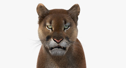 Cougar Animated Fur 3D Model
