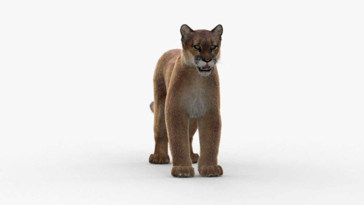 Animated Cougar 3D Model with Fur - 360 Degree View