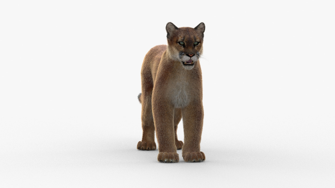 Animated Cougar 3D Model with Fur - 360 Degree View